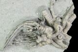 Crinoid Plate (Cyathocrinites, Echinochonchus) - Indiana #104750-1
